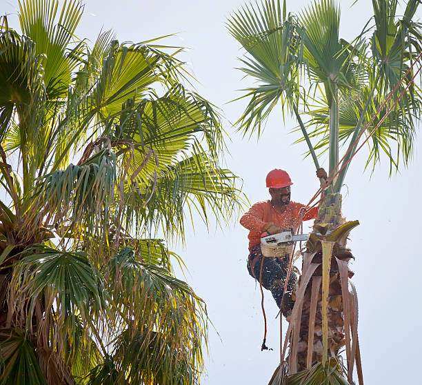 Trusted Machias, WA Tree Service Experts